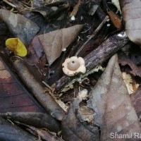 Geastrum sp1